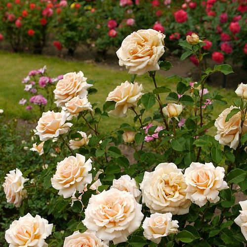 Bledě žlutá - Stromkové růže s květmi čajohybridů - stromková růže s rovnými stonky v koruně